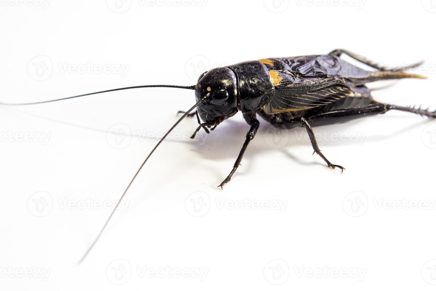 A Common black cricket , isolated insect on white background photo