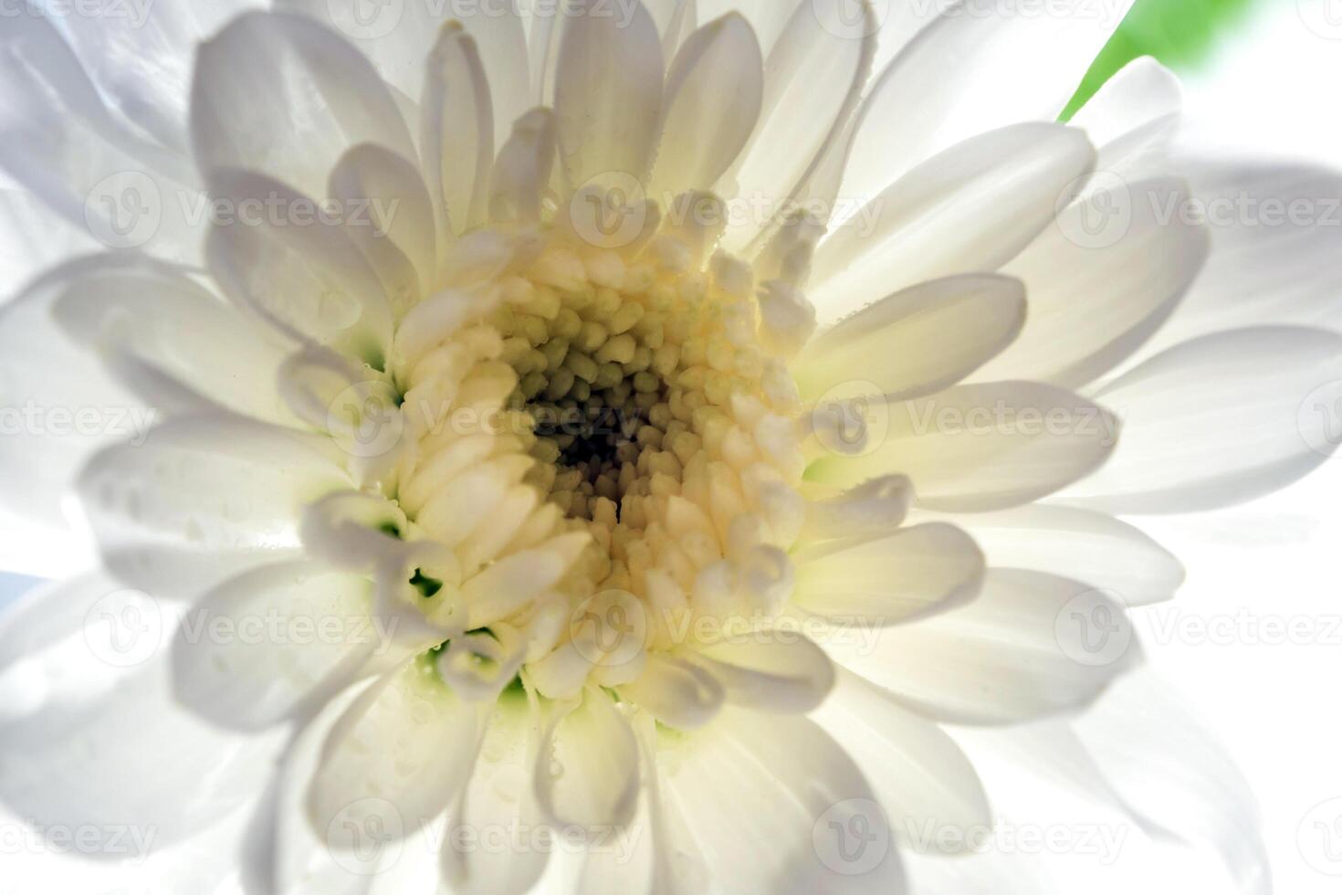 The white chrysanthemum flower photo