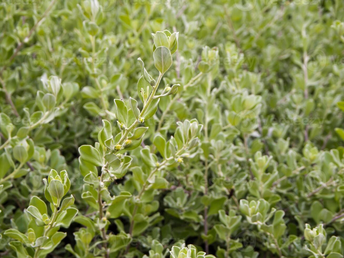 Leaves of weed as background or texture photo