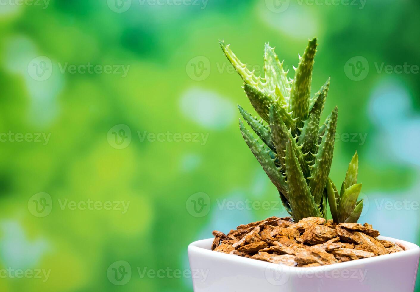 Freshness leaves detail of Aloe juvenal Tiger Tooth Aloe photo