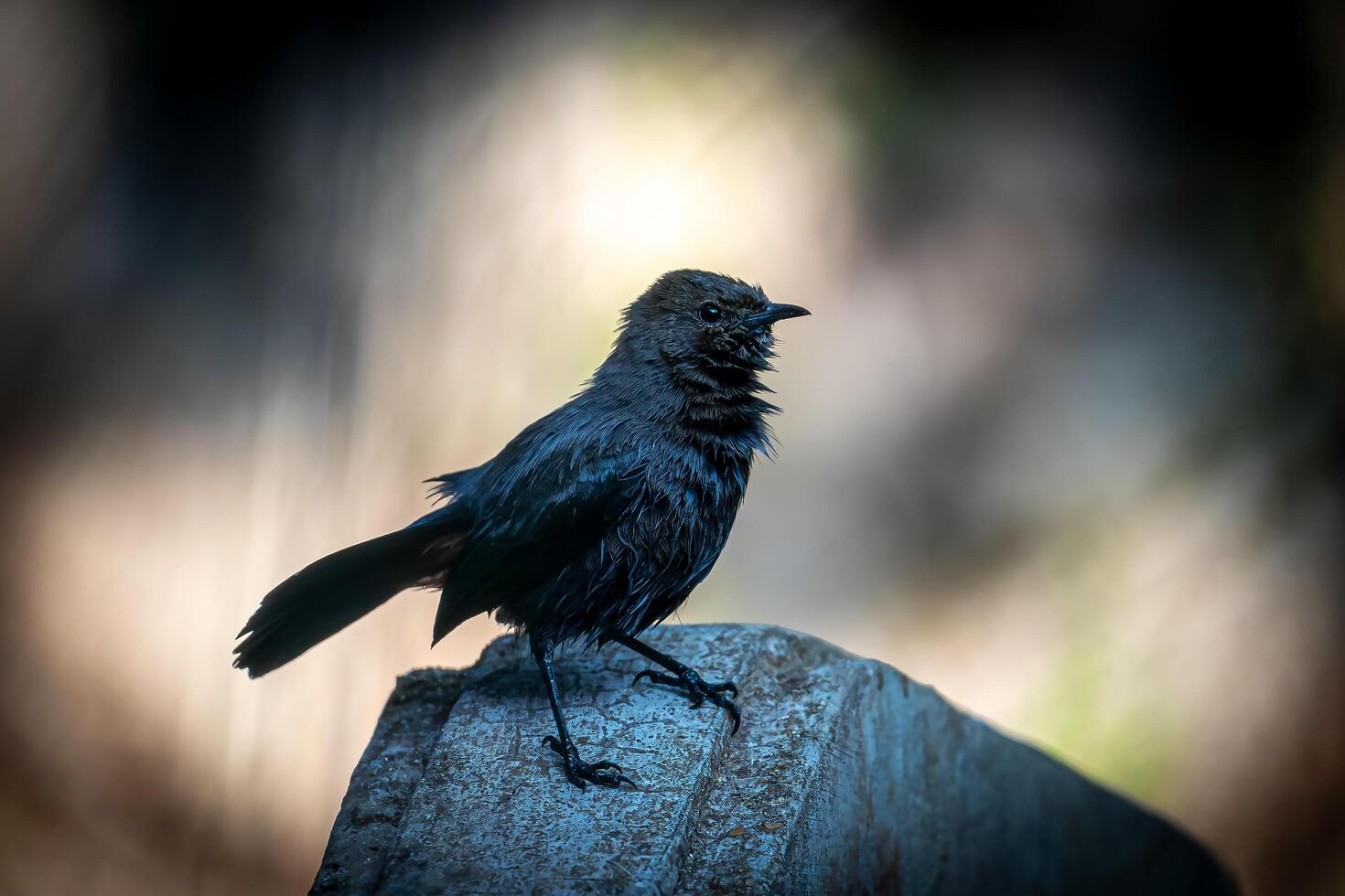 A black bird standing on a rock photo