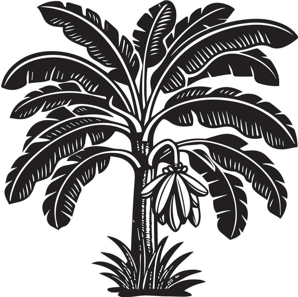 Banana tree illustration on white background vector