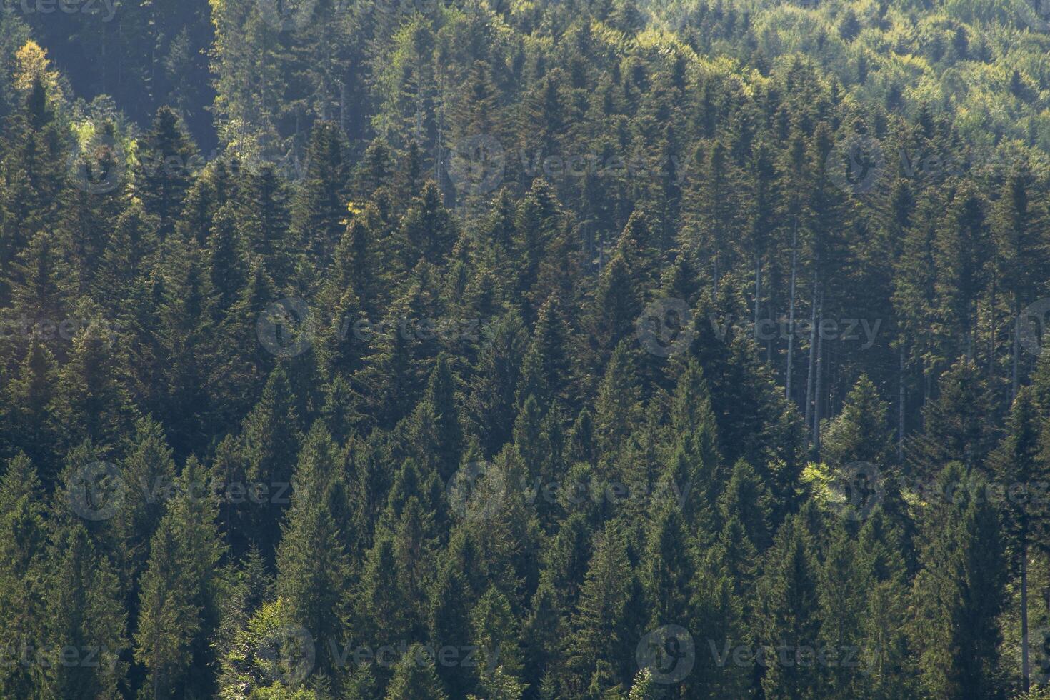 Mountains ranges in the Carpathians. Hill coniferous trees forest photo