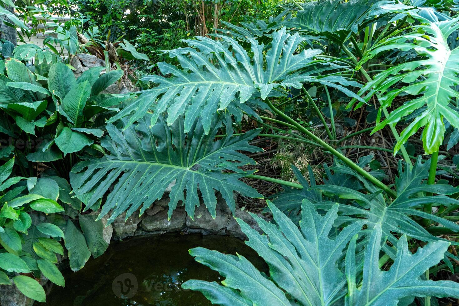 Lush Tropical Foliage in a Garden photo