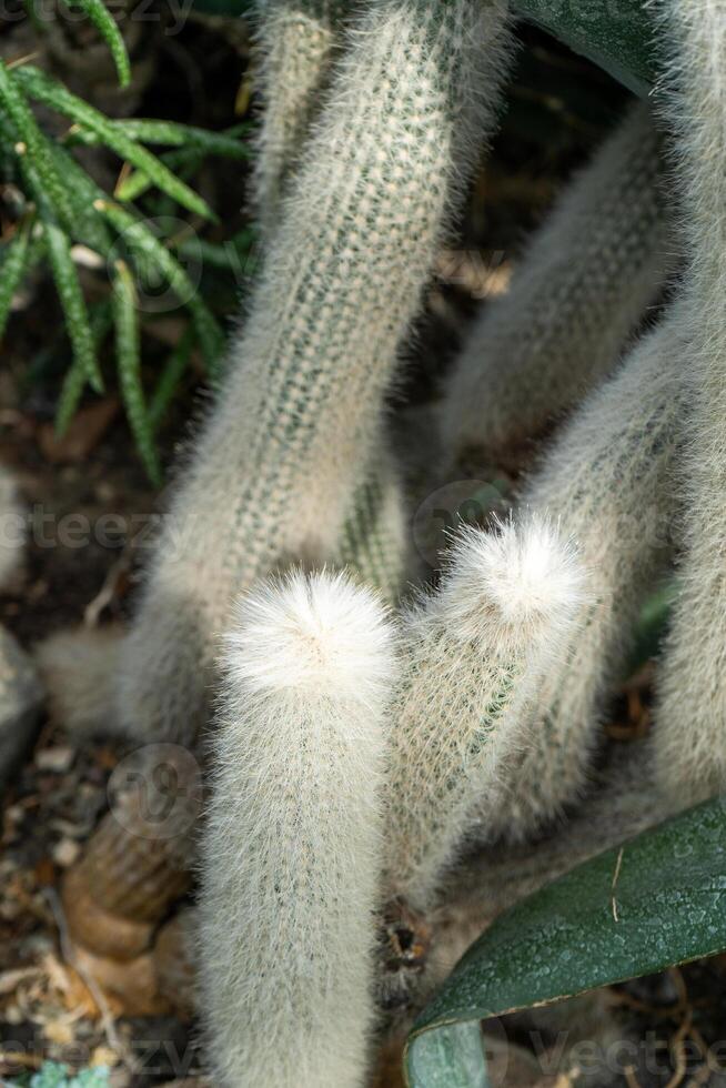 Woolly Cactus Plants photo