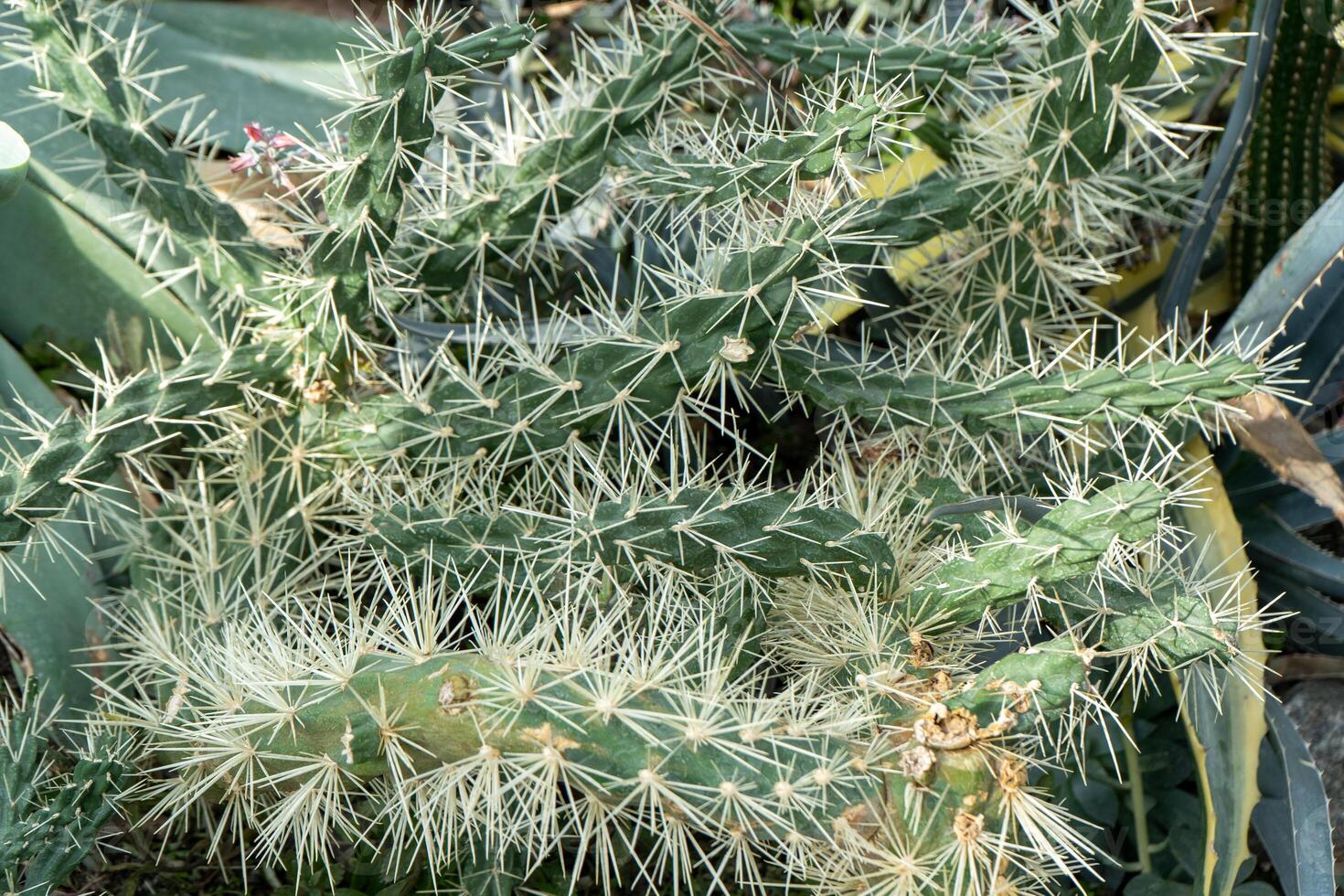 Close Up of Thorny Cactus Plant photo