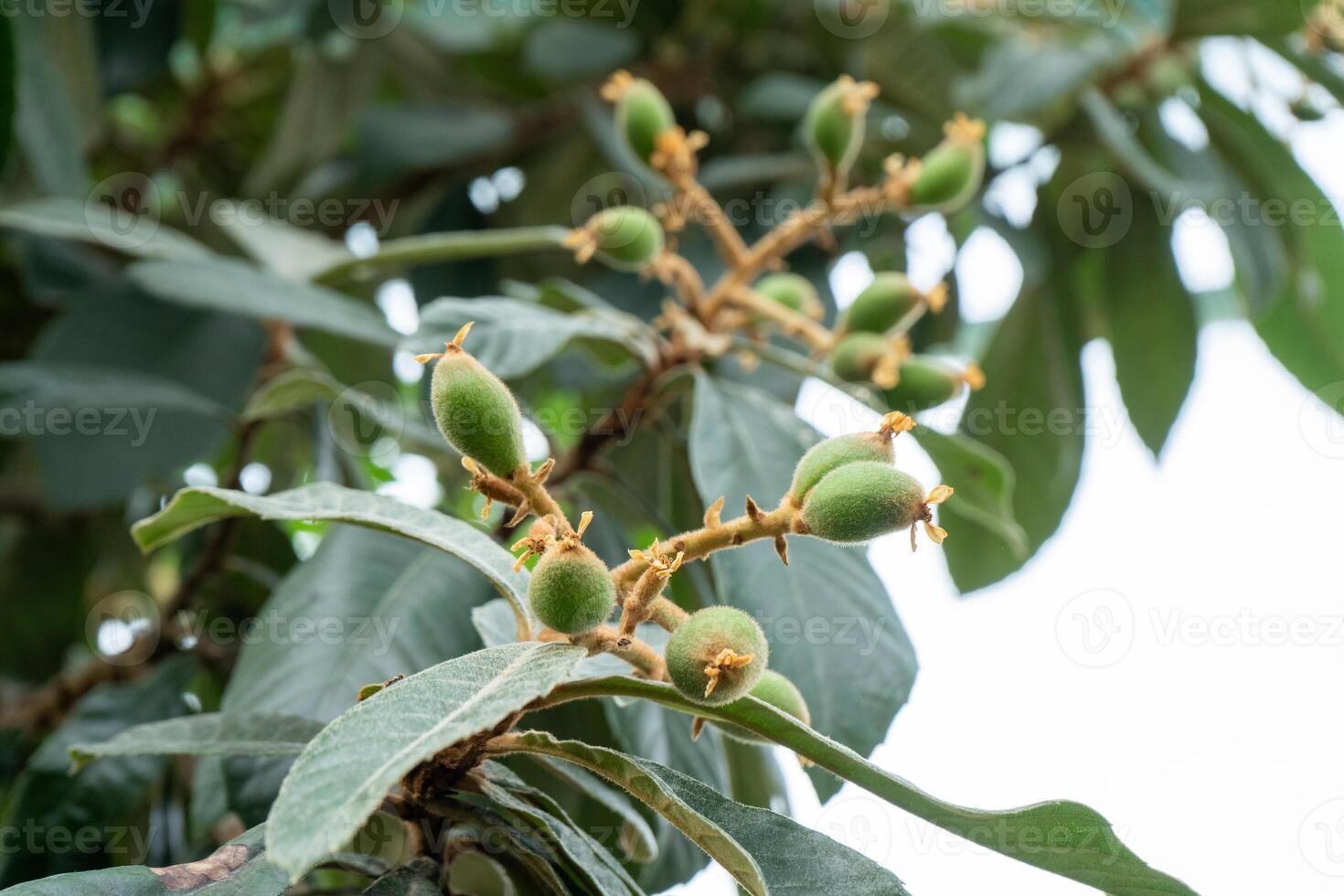 Japanese medlar green fruit plant loquat growing photo