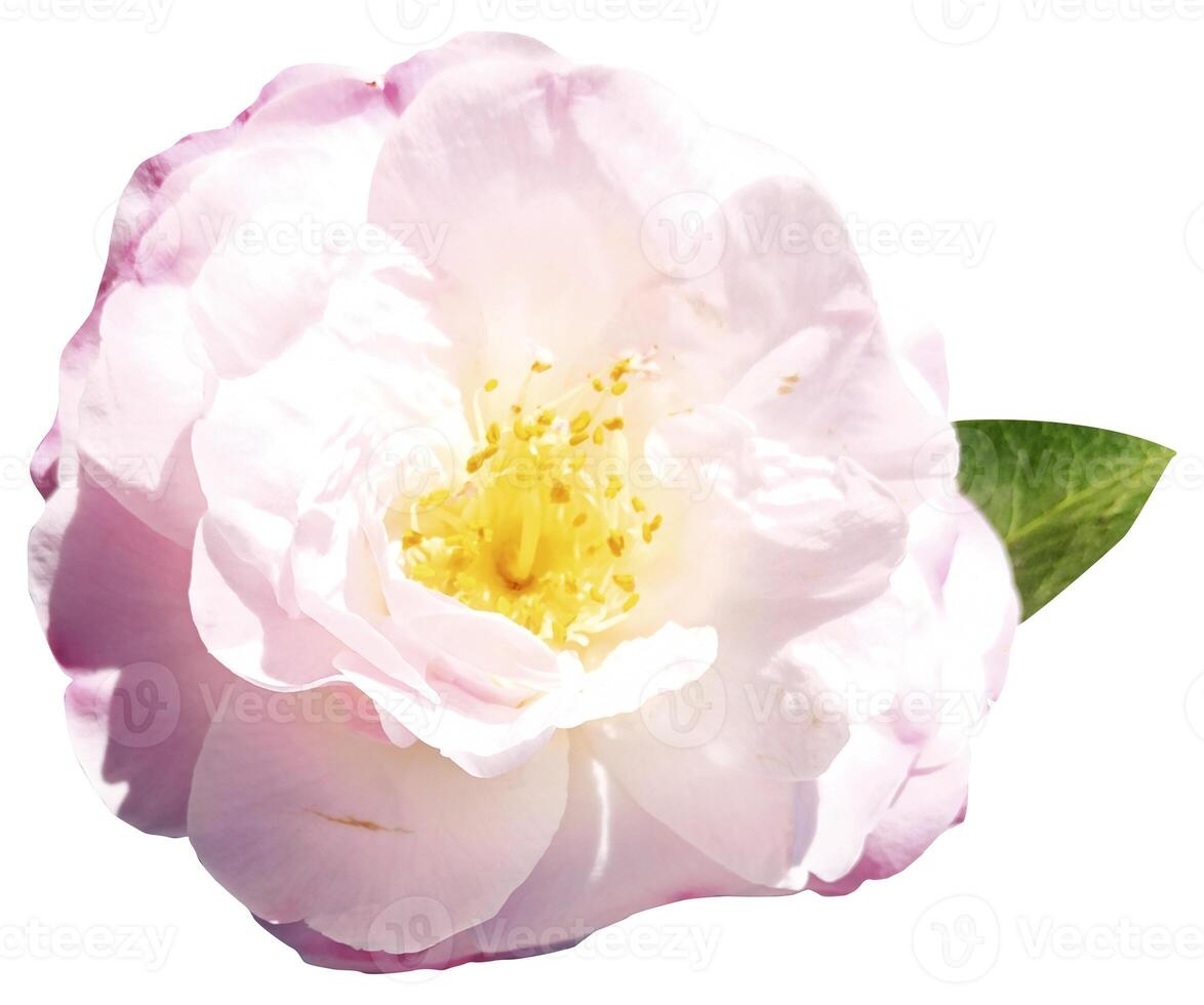 White and pink rose Close up. photo