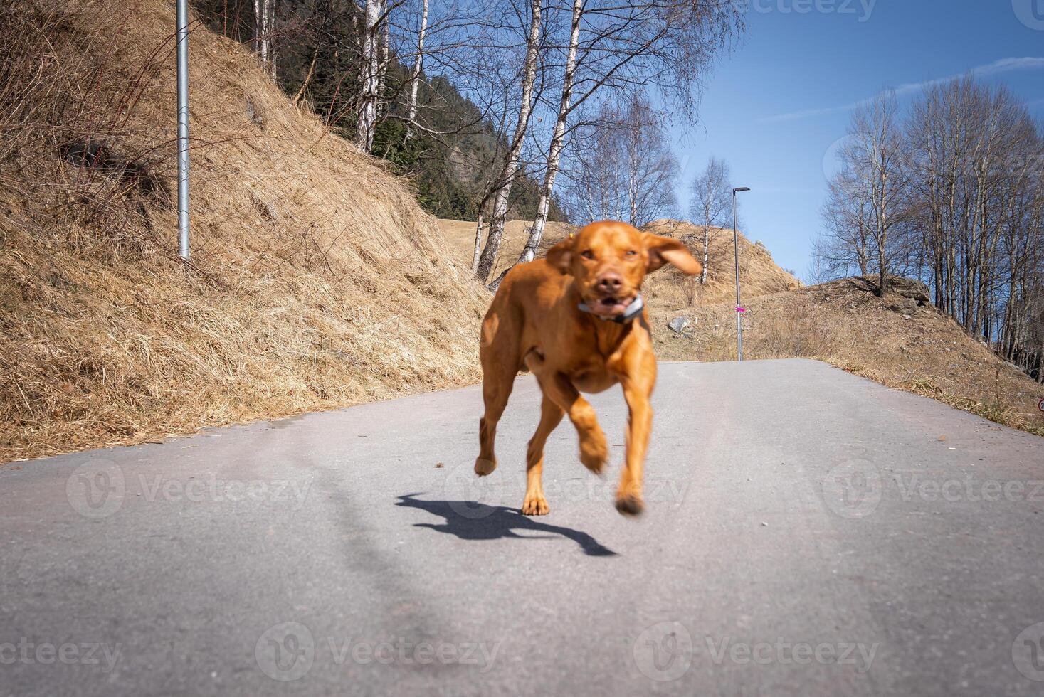 A Vizsla dog runs on a paved path surrounded by dry grass and leafless birch trees. The scene includes a clear blue sky and a rural incline with streetlights. photo