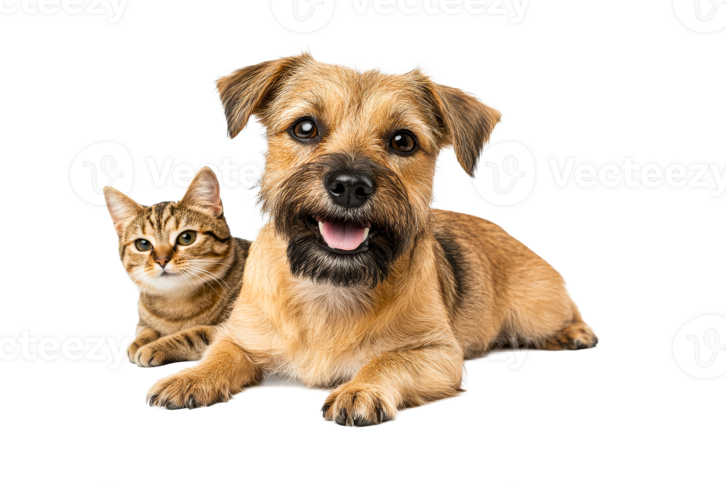 Happy dog and cat relaxing together with a playful expression png