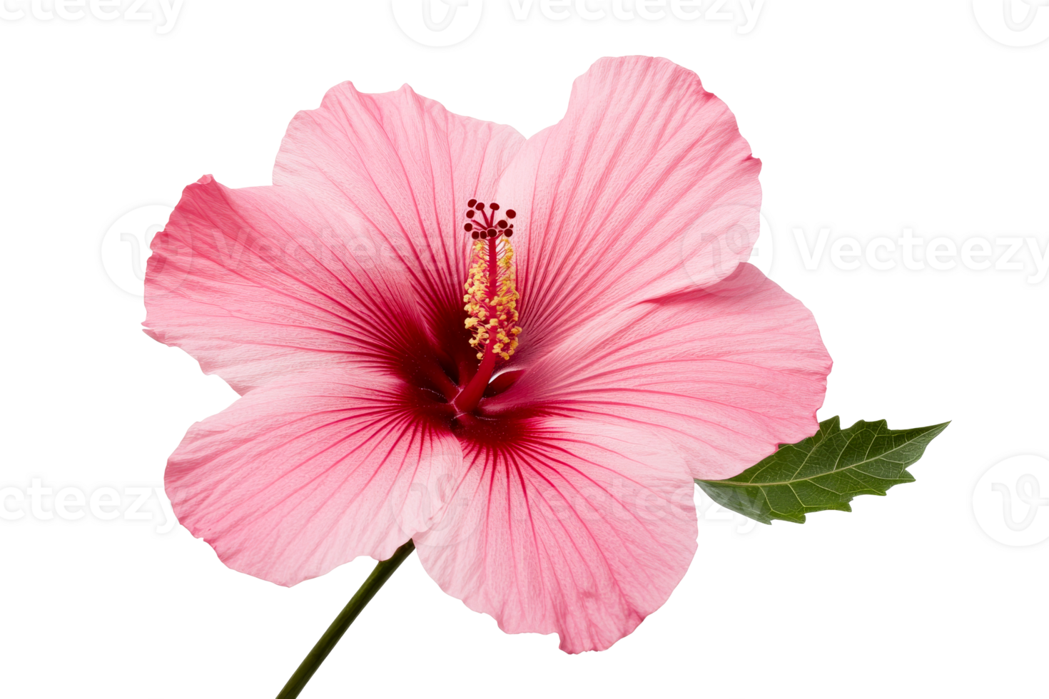 Pink hibiscus flower with detailed petals and greenery png