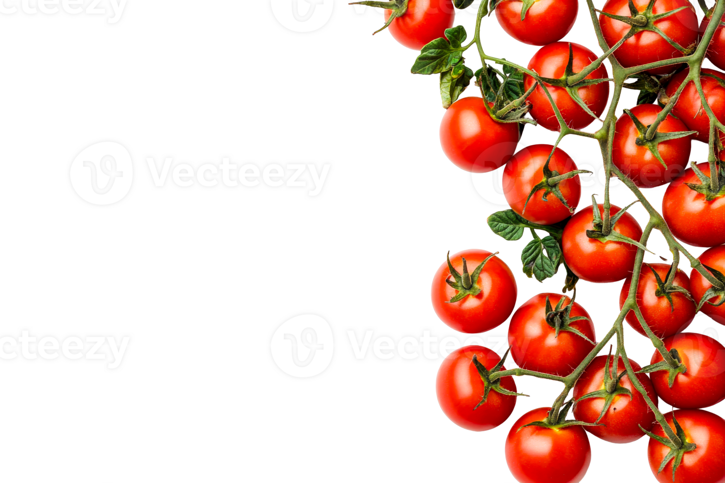 Fresh red tomatoes on vine with transparent background png