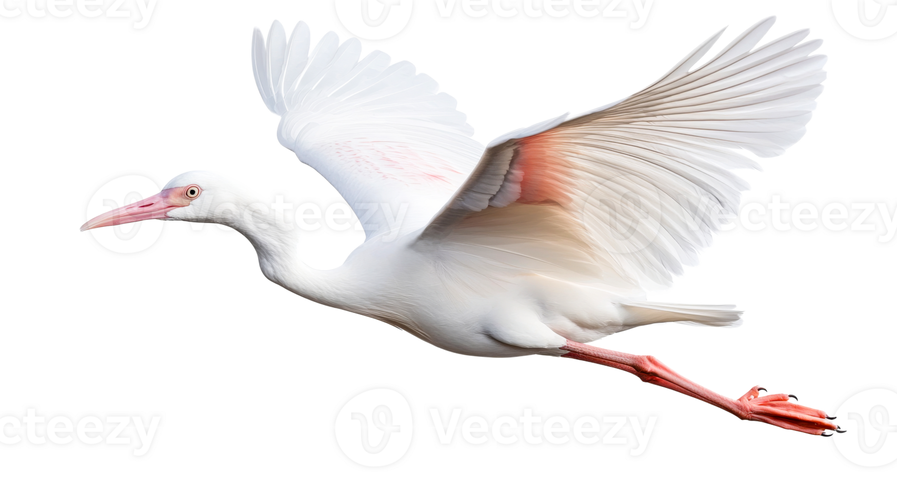 Elegant white bird in flight with wings fully spread png
