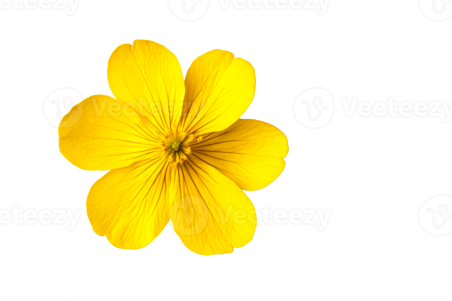 Bright yellow flower with delicate petals and slender stem png