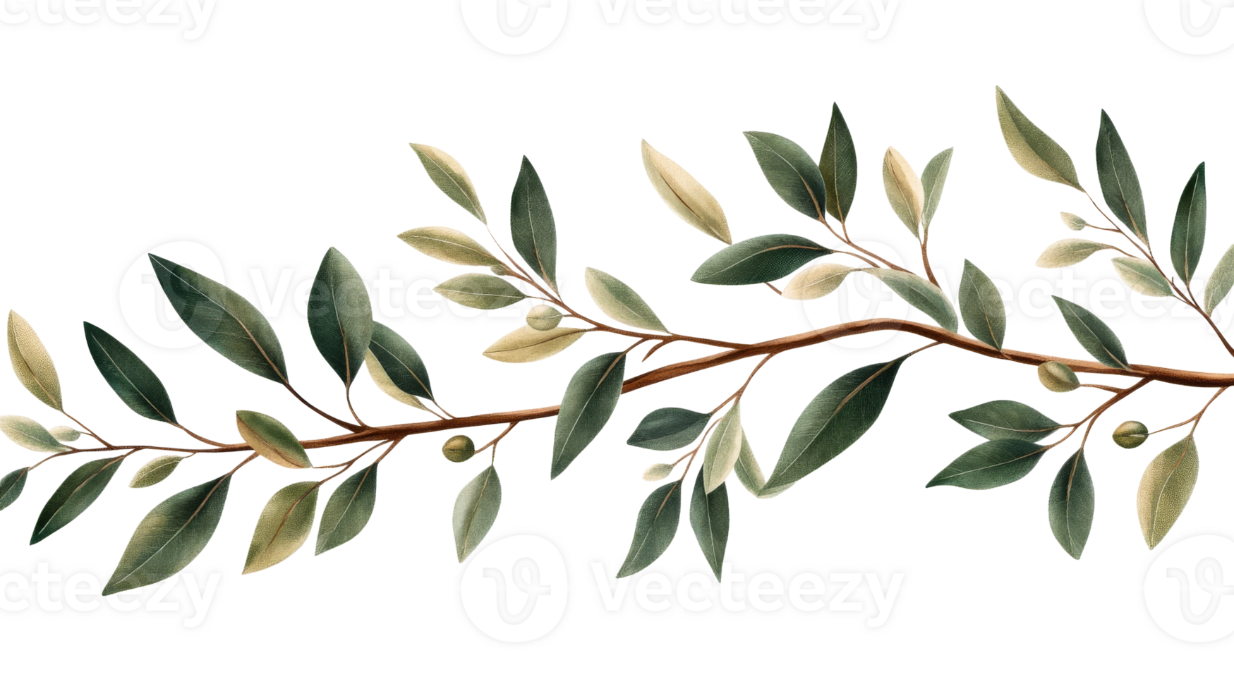 Olive branch design with leaves and olives on a transparent background png