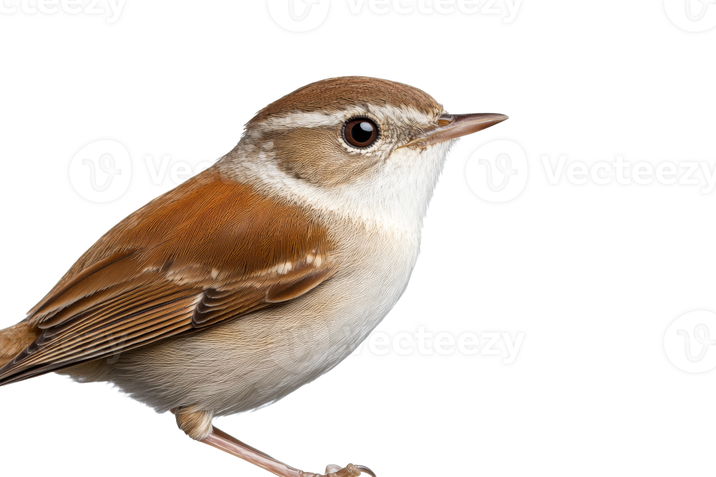 A bird featuring a mix of brown and white feathers stands alert png