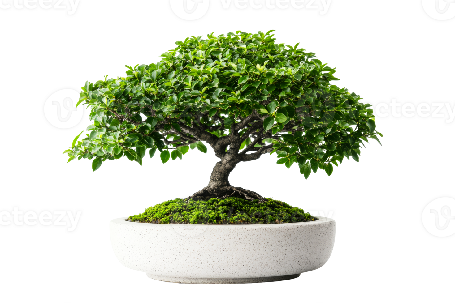 Beautiful bonsai tree in a modern round pot with lush foliage png
