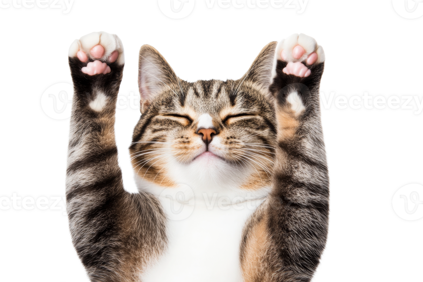 Cat stretching with raised paws against a transparent background png