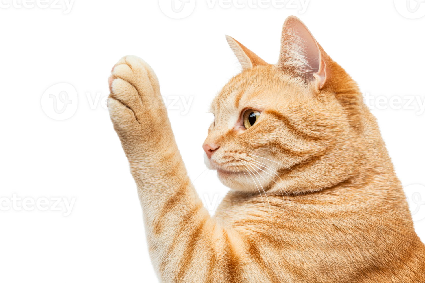 Orange tabby cat raising a paw on a transparent background png