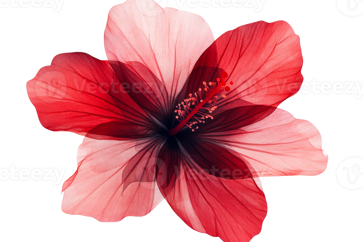 Beautiful red hibiscus flower with delicate petals and a soft center png