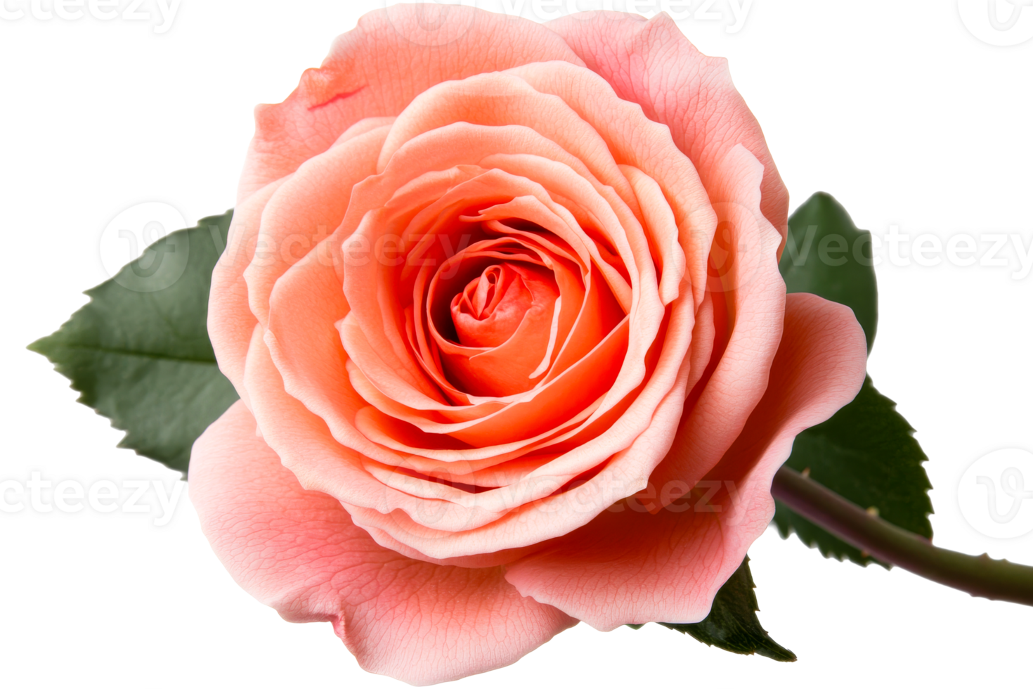 Beautiful pink rose with delicate petals on transparent background png