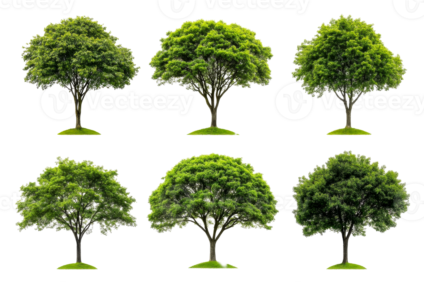 Different types of trees displayed on a transparent background png