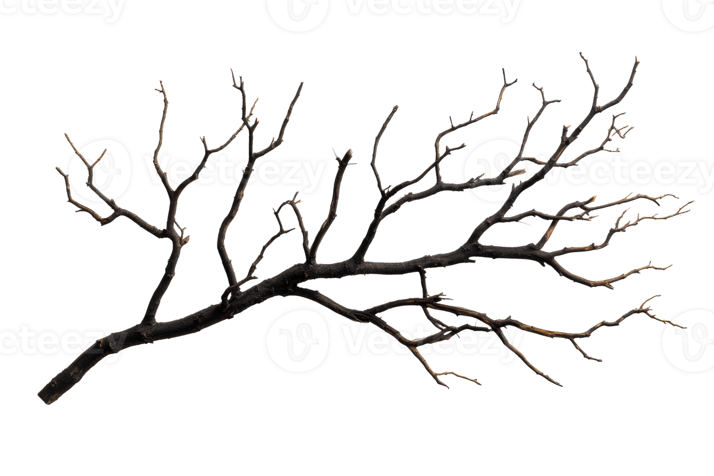 Dry tree branch with multiple twigs on transparent background png