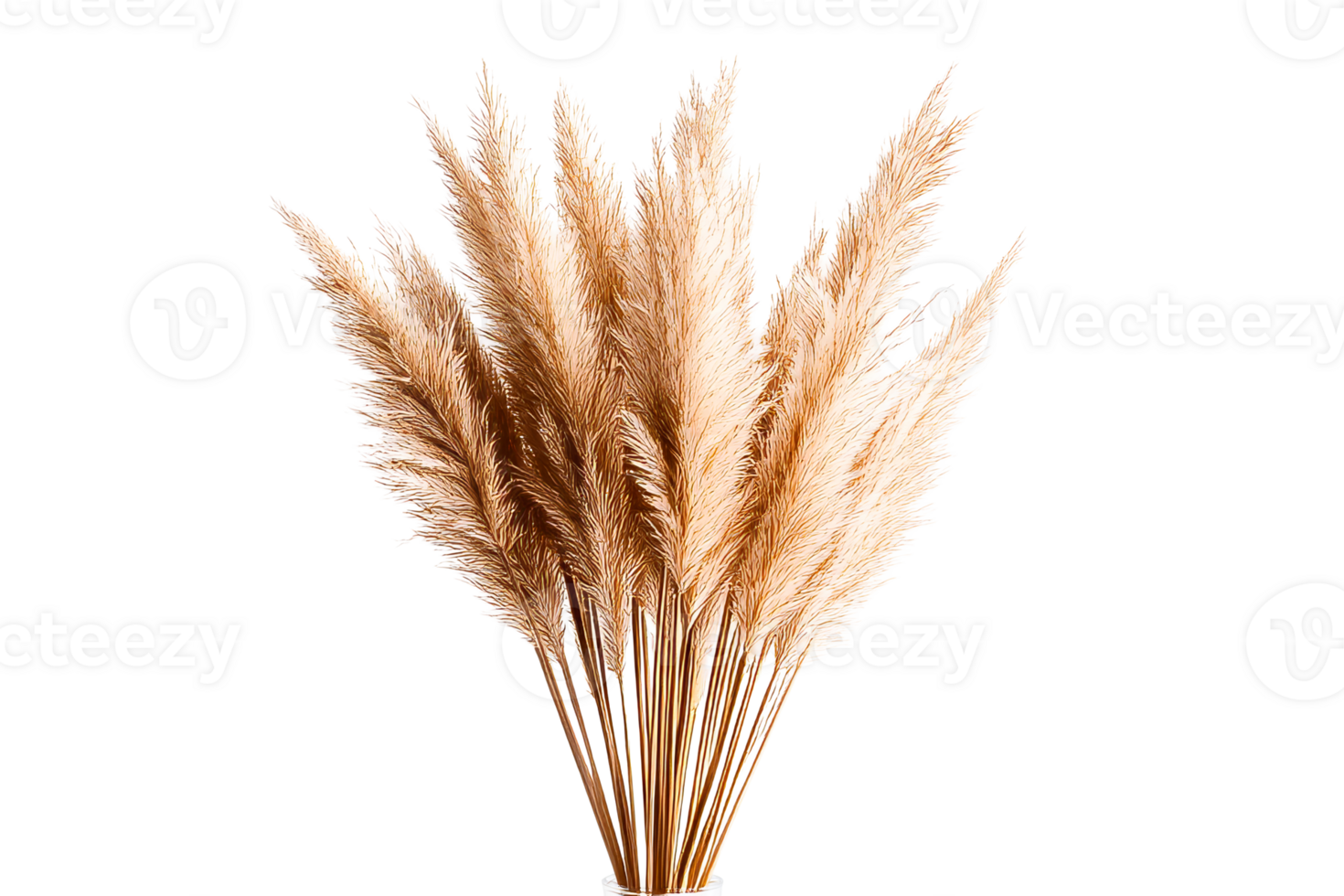Elegant dried pampas grass bouquet for home decor design png