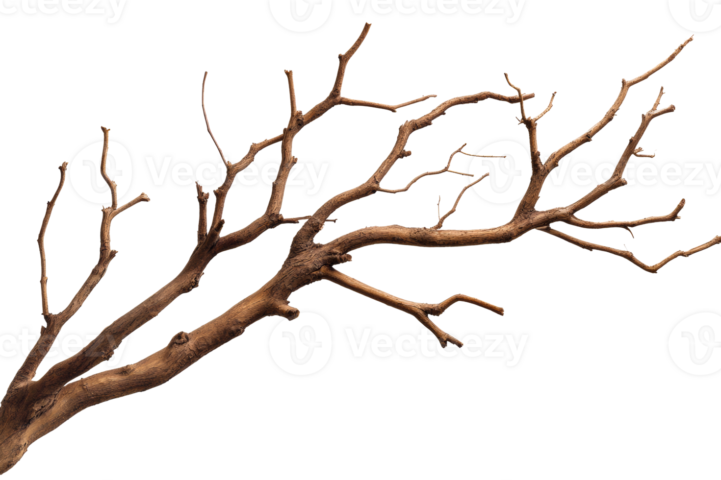 Dry tree branch with elongated twigs ready for creative use png
