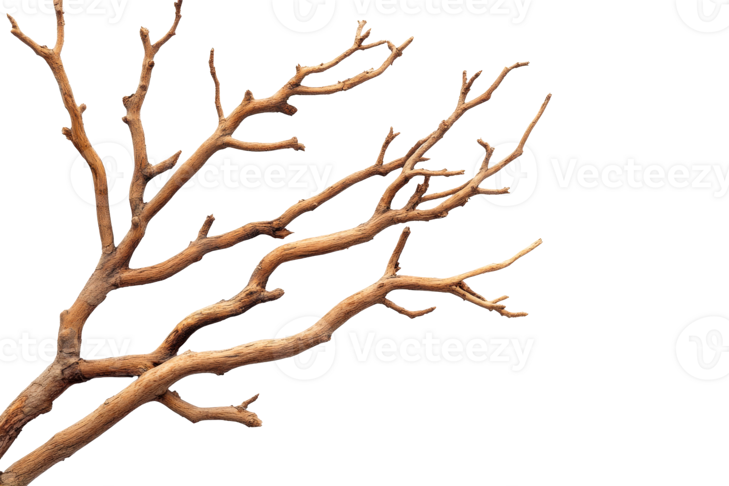 Dry tree branches on transparent background for artistic use png