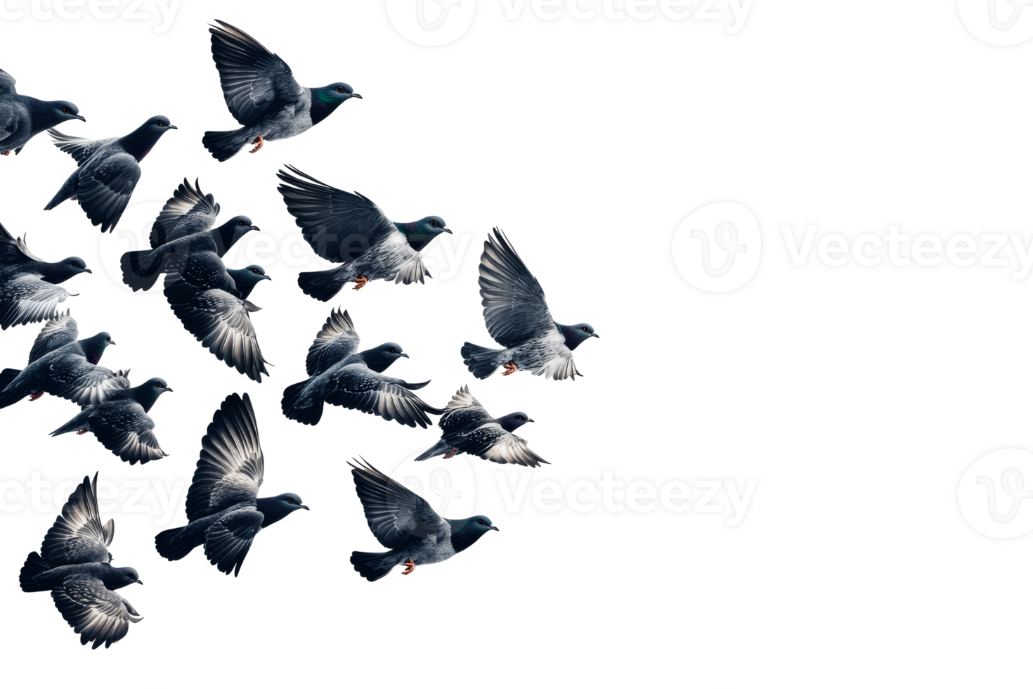 Flock of pigeons in mid flight against a clear background png