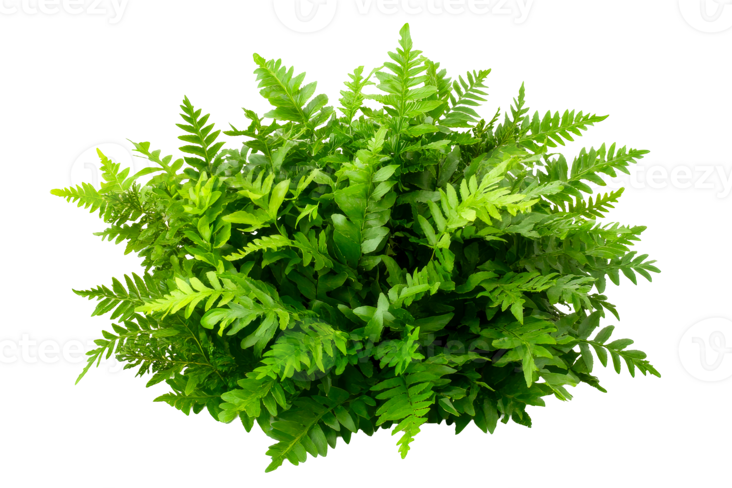 Vibrant green fern foliage with a transparent background for design png