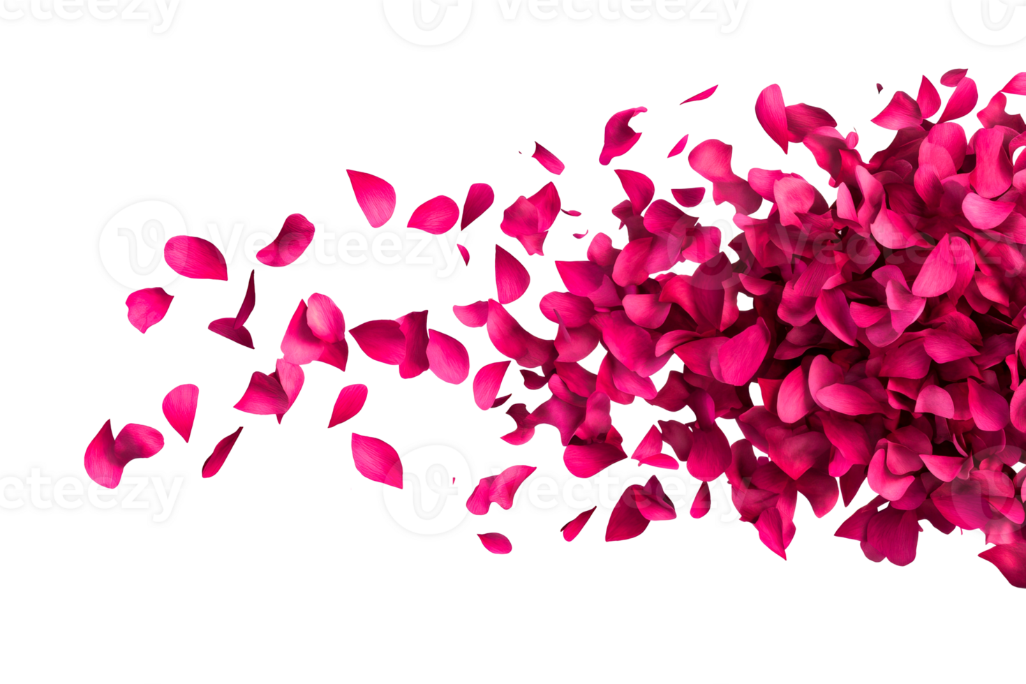 Pink rose petals scattered against a transparent background png