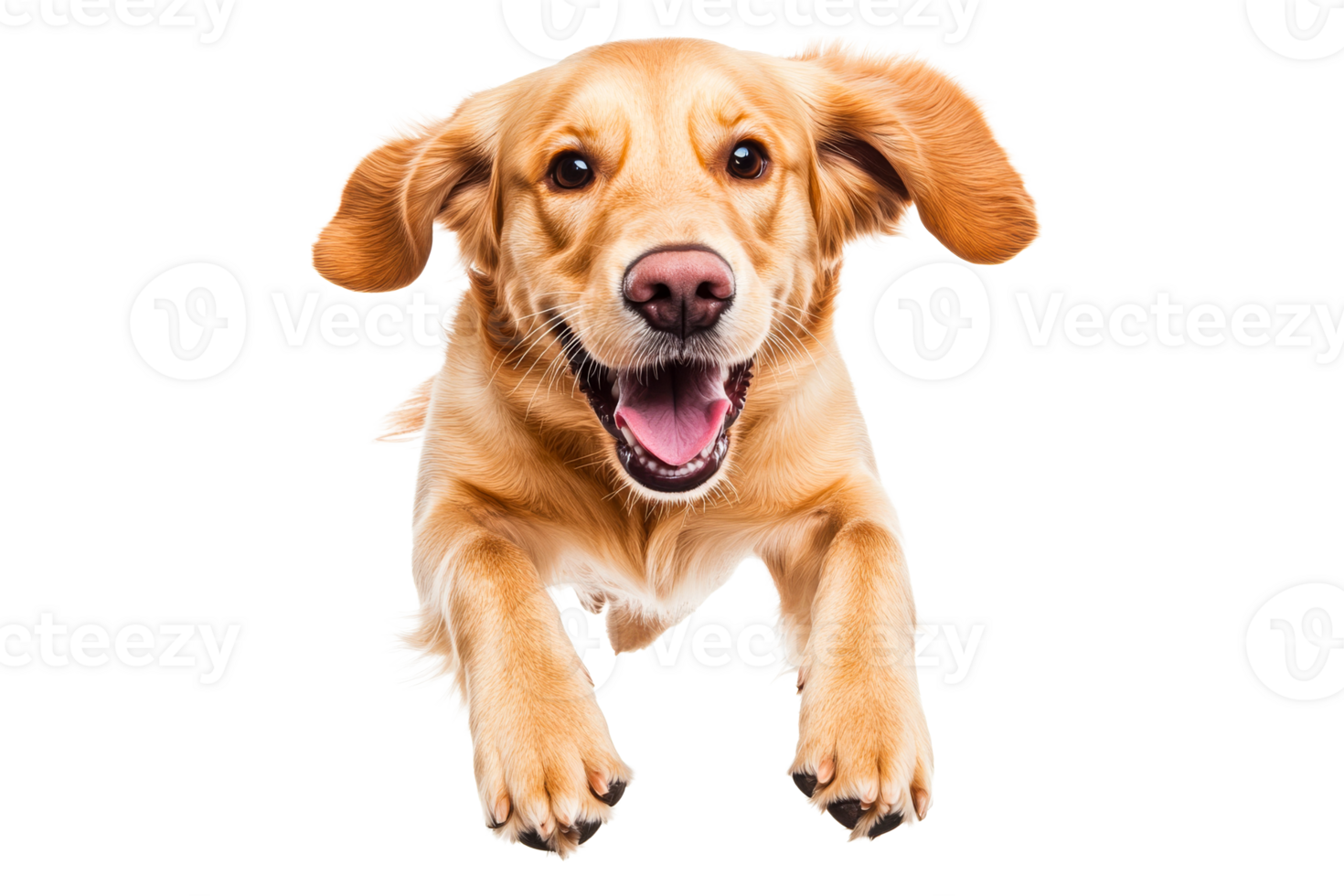 Happy golden retriever jumping in playful excitement with a smile png