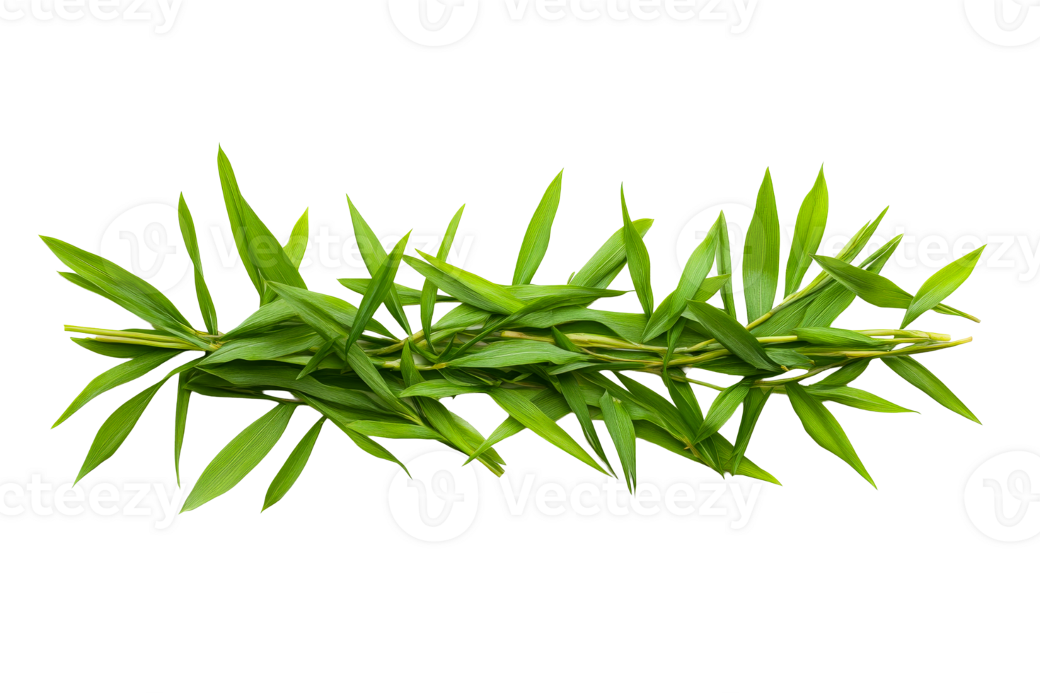 Fresh green bamboo leaves on a transparent background png