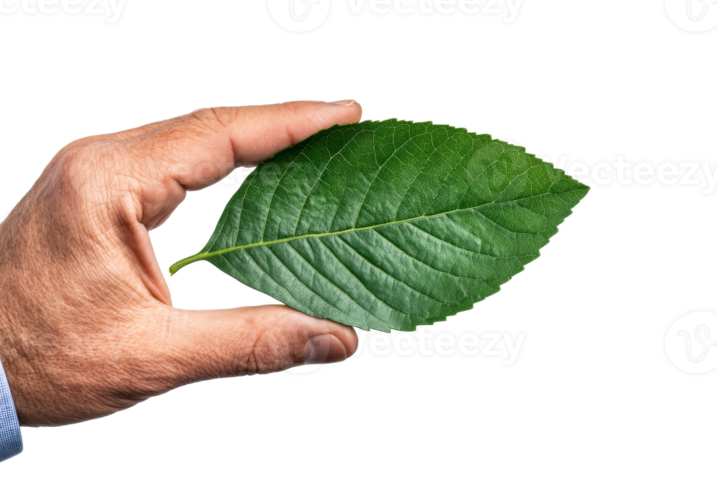 Close up of a hand holding a green leaf with transparent background png