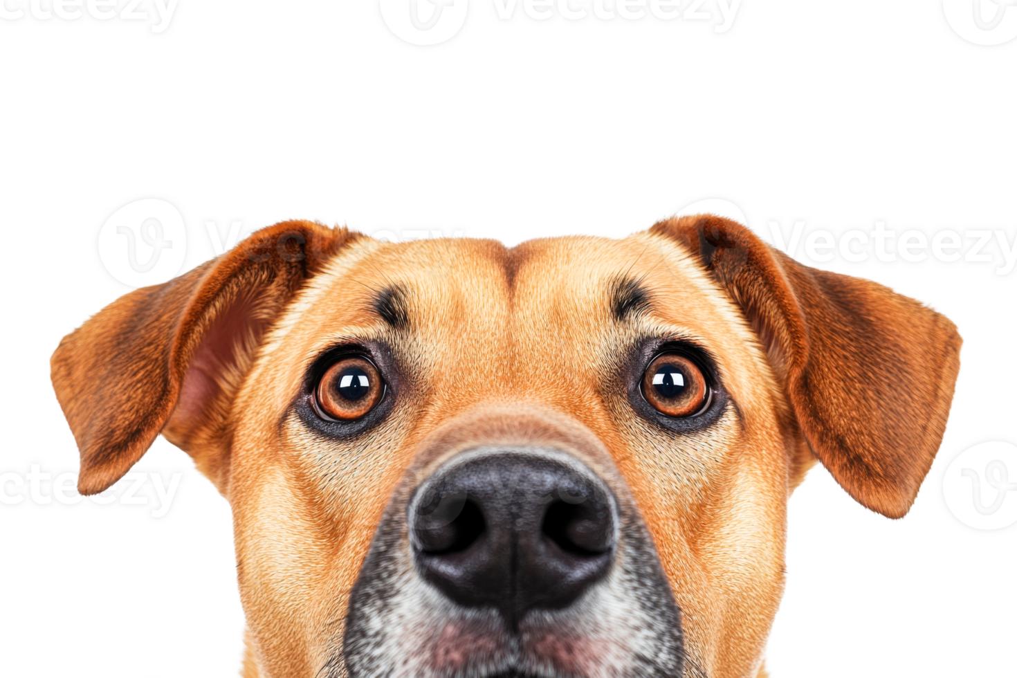 Curious dog with expressive eyes on a transparent background png