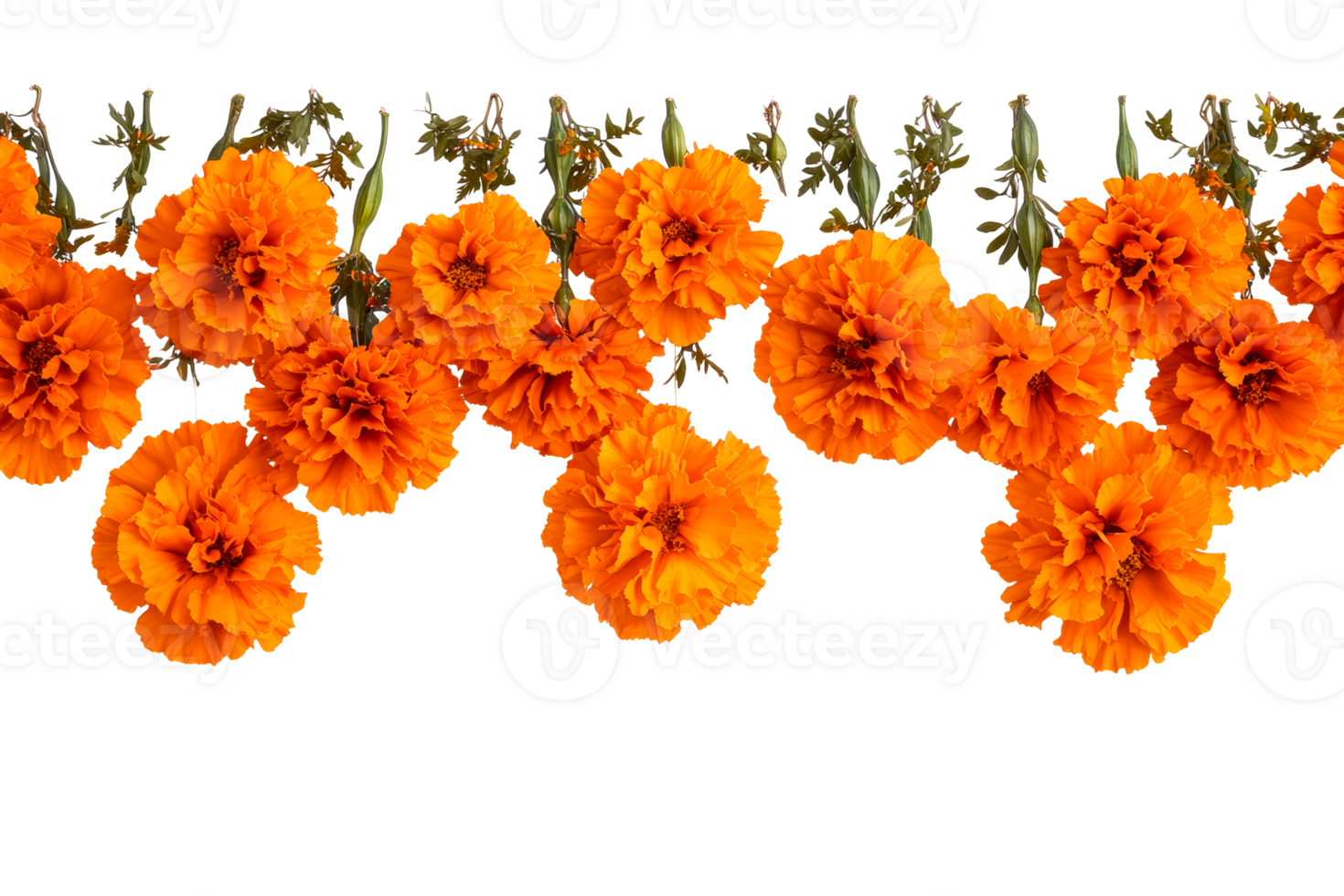 Bright orange marigolds with green leaves on transparent background png