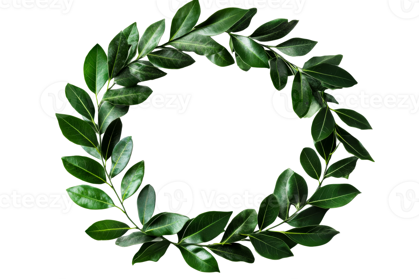 Fresh green leaf wreath on a transparent background for decoration png