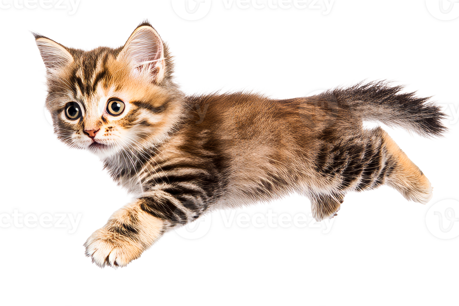 Playful kitten jumping on a transparent background png