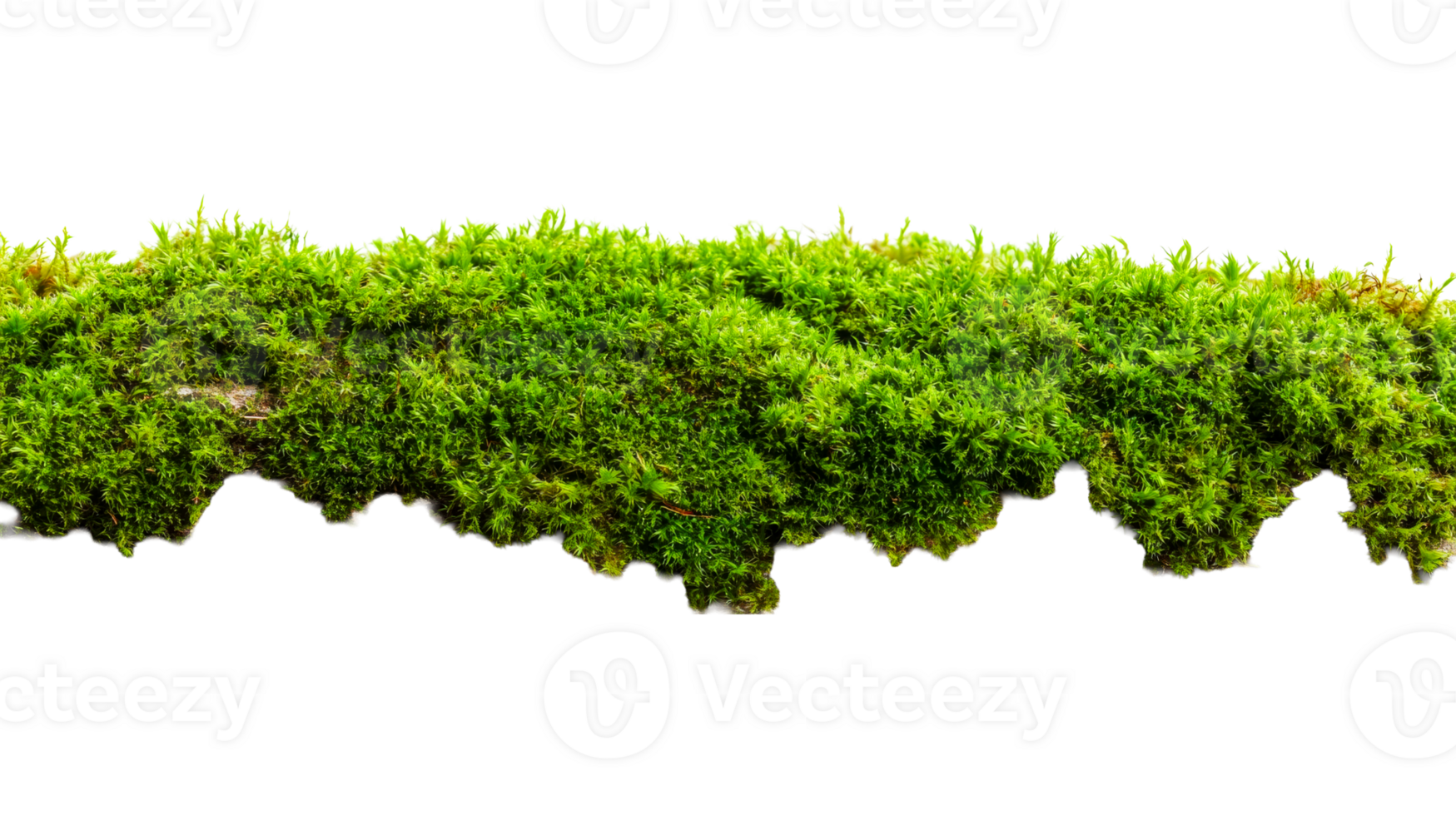 Lush green moss with detailed texture on a transparent background png