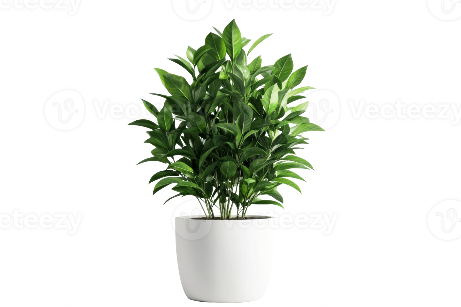 Lush green plant in white pot with transparent background png