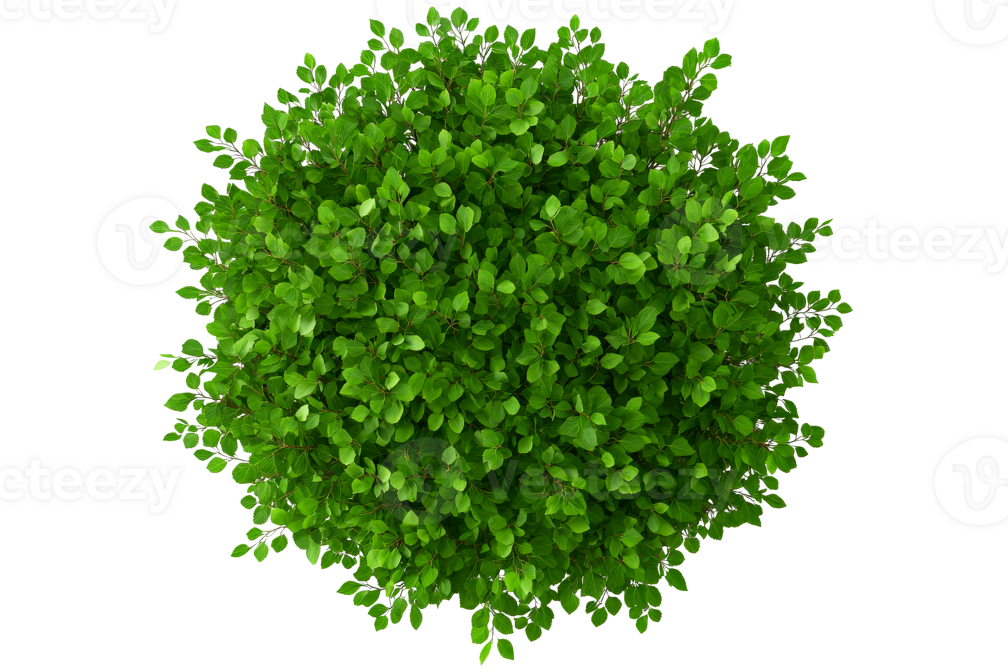 Lush green foliage with vibrant leaves on a transparent background png