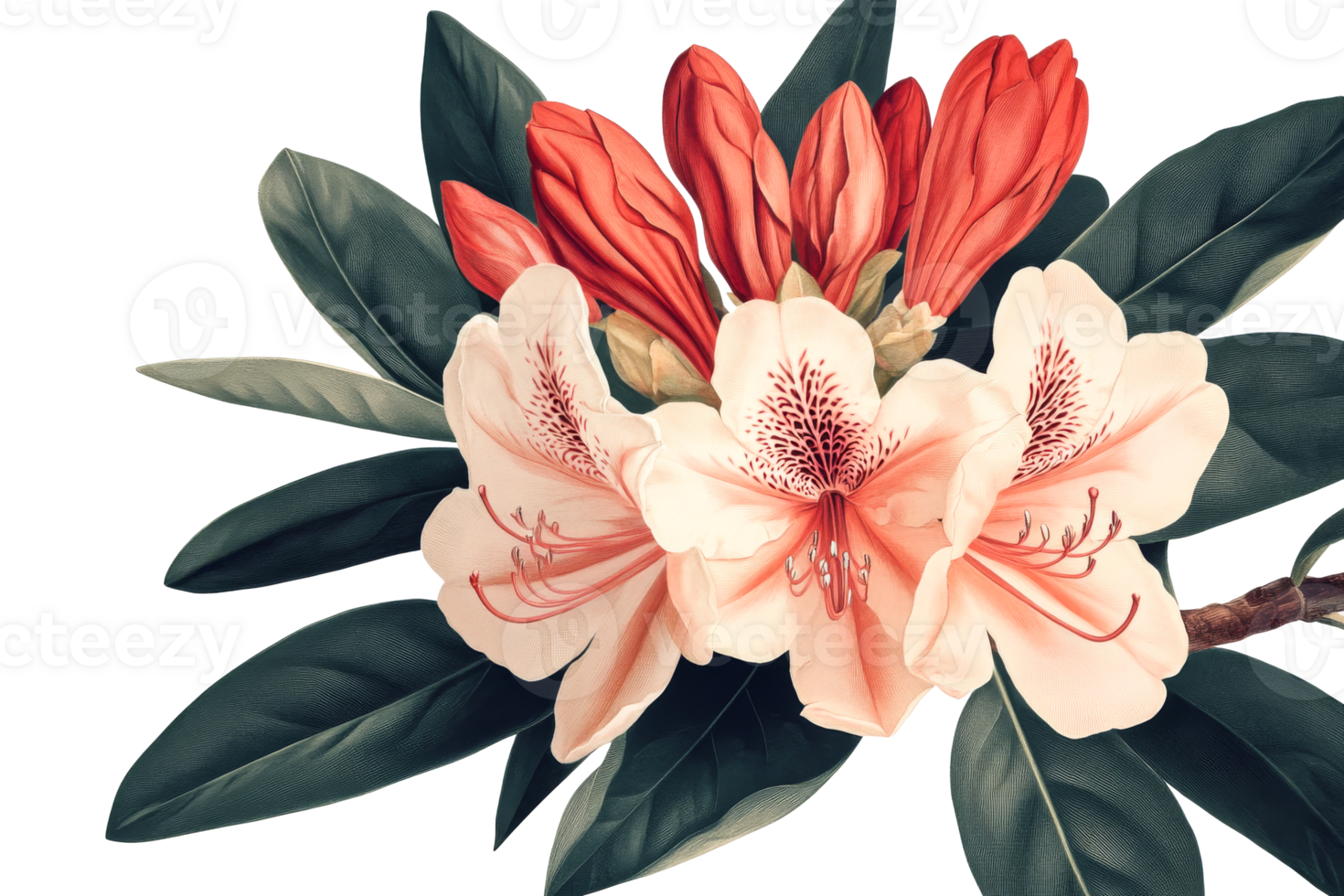 Vibrant flowers in bloom with green leaves on a transparent background png