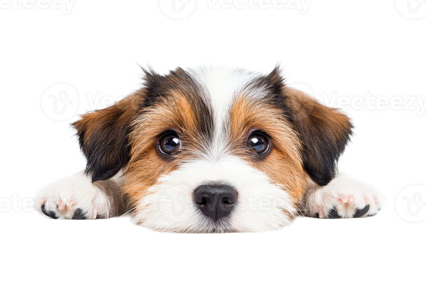 Playful puppy resting with adorable gaze on transparent background png