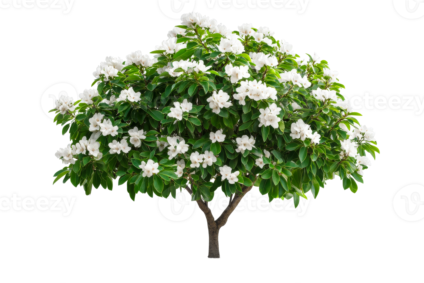 Beautiful flowering tree with white blooms on transparent background png