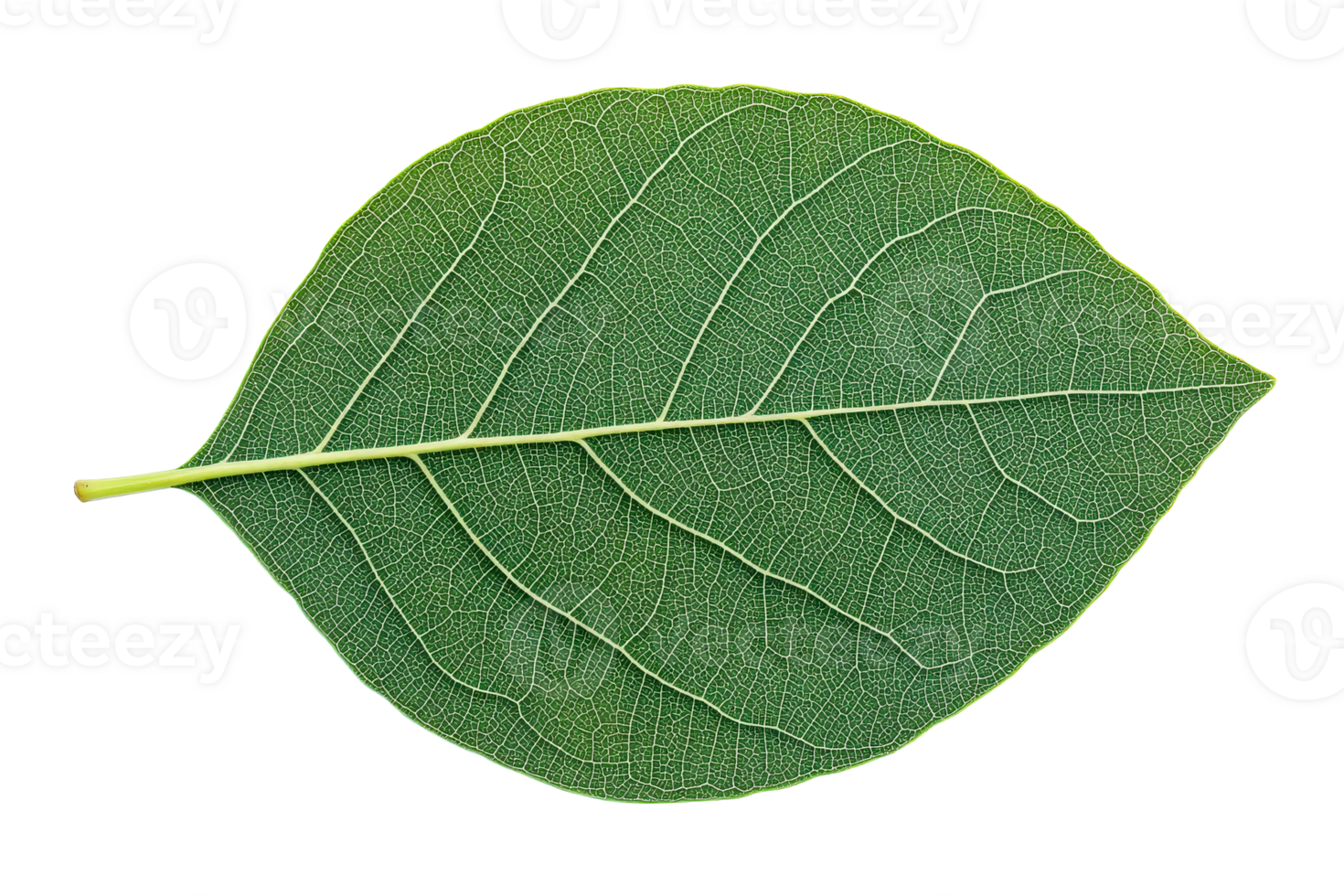 Large green leaf with detailed veins and smooth finish png