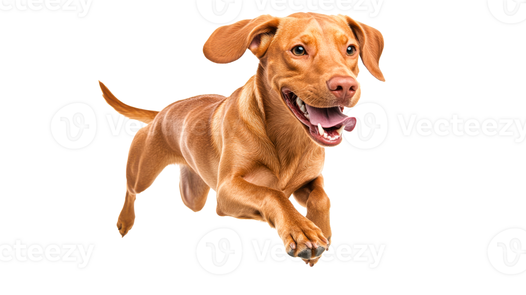 Happy dog jumping joyfully in the air with excitement png