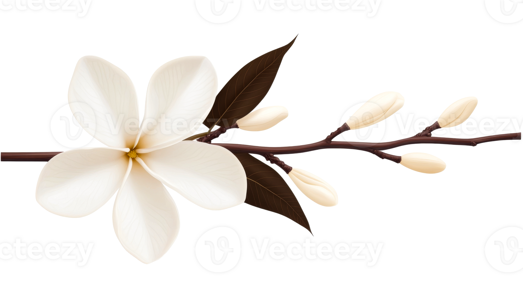 White flower blossom branch, brown leaves, bud spring, cut out transparent png