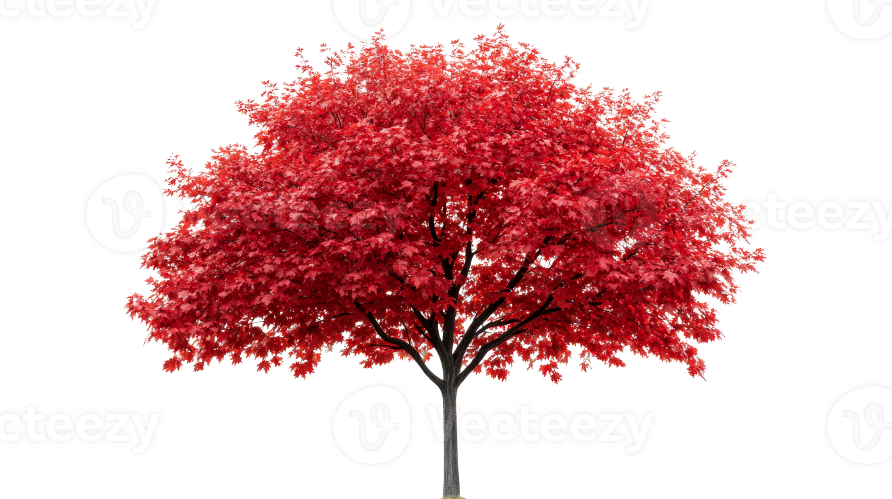 Red tree, autumn foliage, vibrant color, black background, isolated object, cut out transparent png